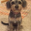 Beagle Yorkie Poo Mix