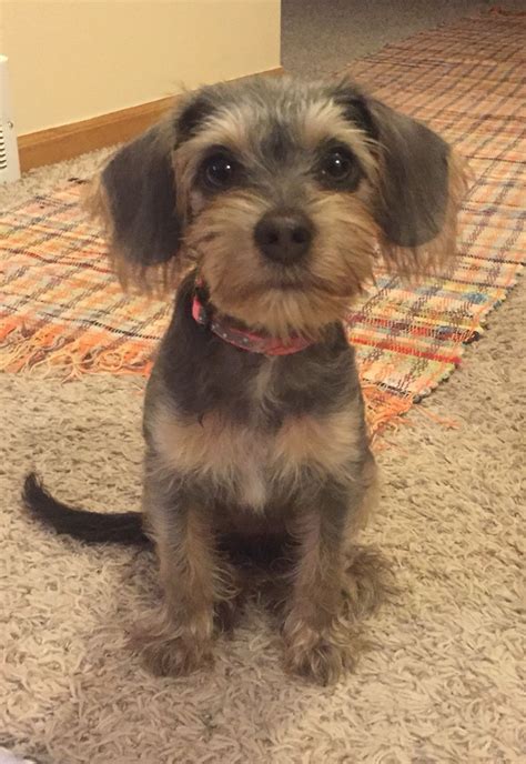 Beagle Yorkie Poo Mix