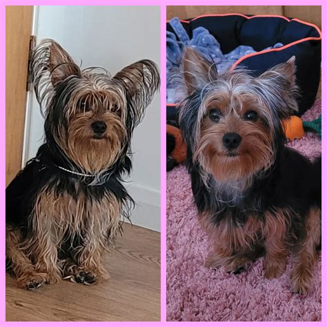 Before And After Yorkie Color Change Pictures