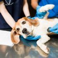 Behavioral changes after spaying dog