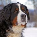 Bernese Mountain Dog Yorkie Mix