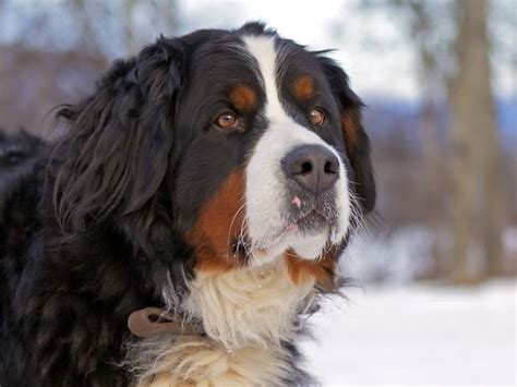 Bernese Mountain Dog Yorkie Mix