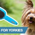 Best Brush Yorkie Shiny