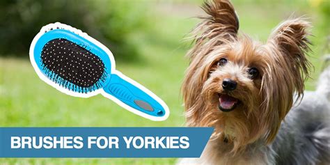 Best Brush Yorkie Shiny