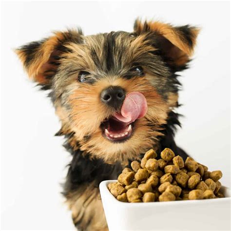 Best Carbs for Yorkies