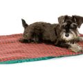 Best Cooling Mats for Yorkshire Terriers in Summer