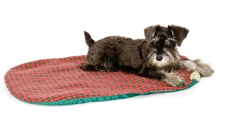 Best Cooling Mats for Yorkshire Terriers in Summer