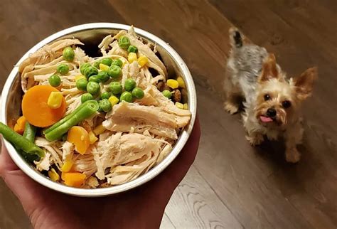 Best Food For Puppy Yorkie