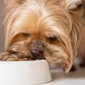 Best Food For Yorkshire Terrier