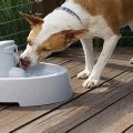 Best Material For Dog Water Bowl