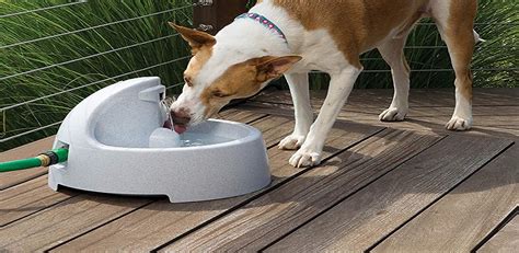 Best Material For Dog Water Bowl