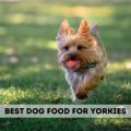 Best Minerals for Yorkies