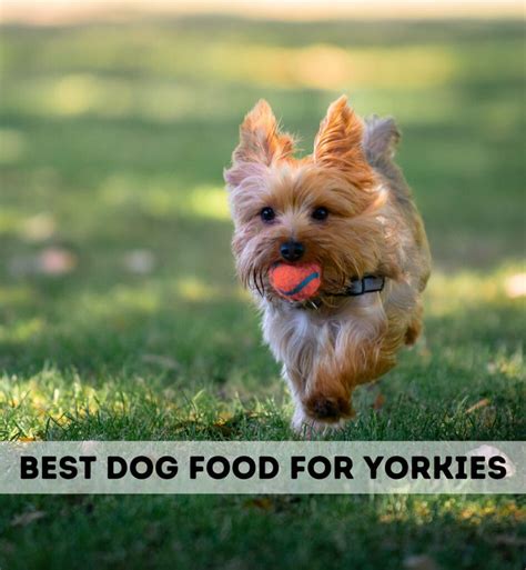 Best Minerals for Yorkies