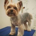 Best Summer Grooming for Yorkshire Terriers