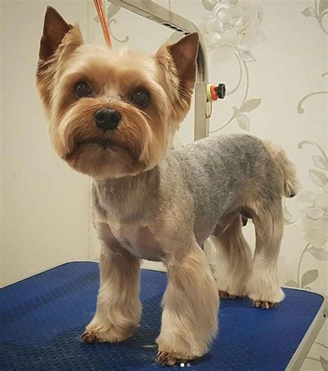 Best Summer Grooming for Yorkshire Terriers