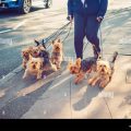 Best Time to Walk Yorkshire Terriers in Summer