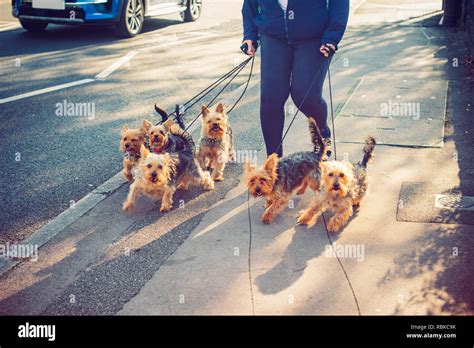 Best Time to Walk Yorkshire Terriers in Summer