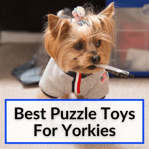 Best Toys for Smart Yorkies