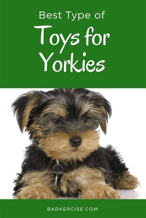 Best Toys for Training Yorkies