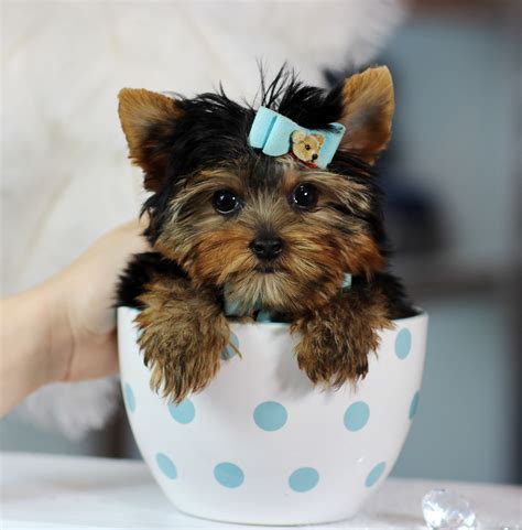 Best Toys for Your Yorkie Pup