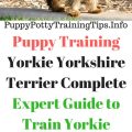 Best Training Tools for Yorkie Puppies