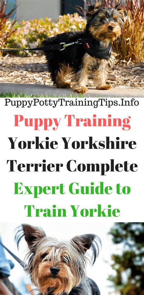 Best Training Tools for Yorkie Puppies