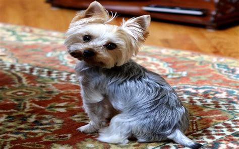 Best Way To Housebreak A Yorkie and Effective Yorkie Training Tips