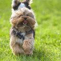 Best Way to Handle Yorkie’s Barking Fits