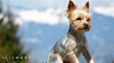 Best Ways to Keep Yorkshire Terriers Cool