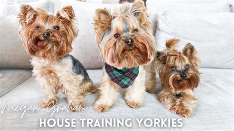 Best Ways to Train Yorkies for Obedience