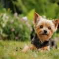 Best Yorkie Breeders