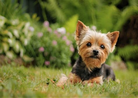 Best Yorkie Breeders