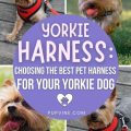 Best Yorkie Harness Selection Guide