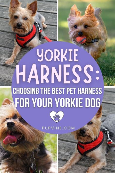 Best Yorkie Harness Selection Guide