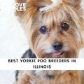 Best Yorkie Poo Breeders