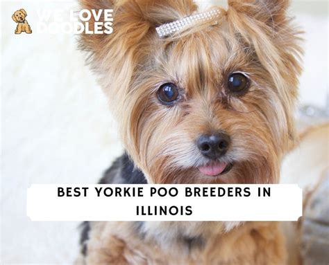 Best Yorkie Poo Breeders