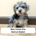 Best Yorkie Poo Haircut