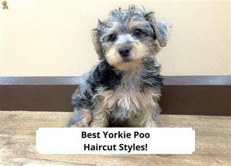 Best Yorkie Poo Haircut