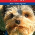 Best Yorkie Puppy Training Techniques