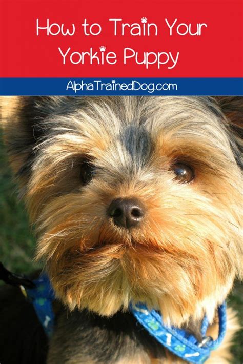 Best Yorkie Puppy Training Techniques