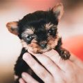 Best Yorkie Training Age To Start