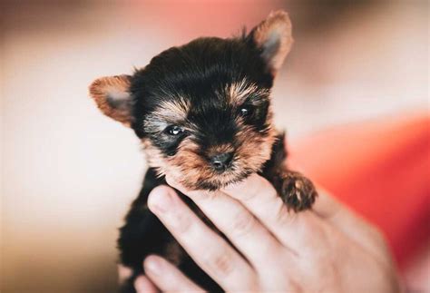 Best Yorkie Training Age To Start