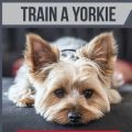 Best Yorkie Training Apps You Need