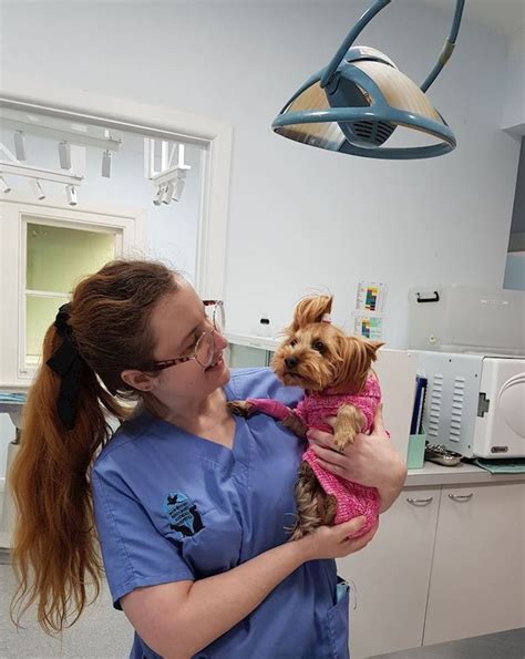 Best Yorkie dental vets