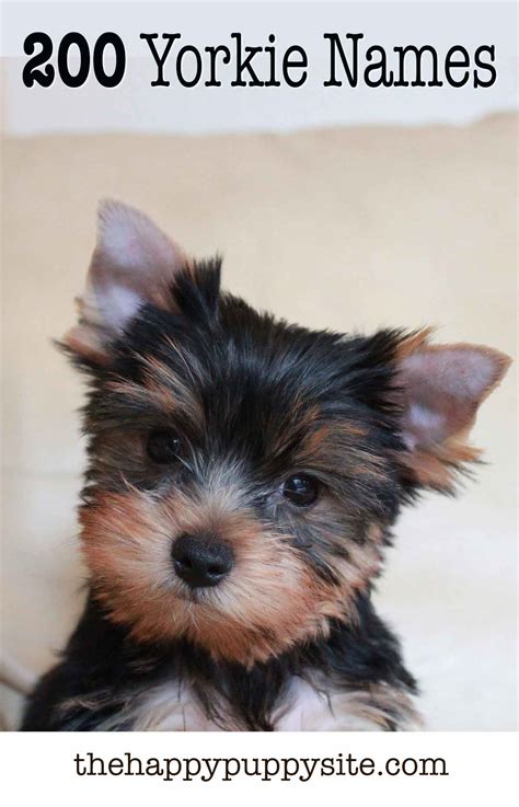 Best Yorkie puppy names