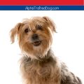 Best Yorkie training methods