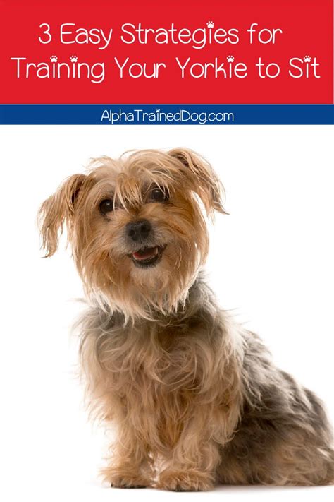 Best Yorkie training methods