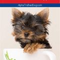 Best Yorkie training treats