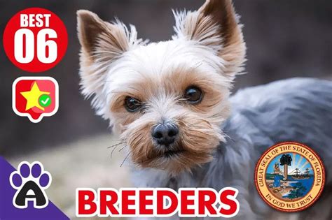 Best Yorkshire Terrier Breeders