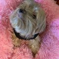 Best beds for Yorkies